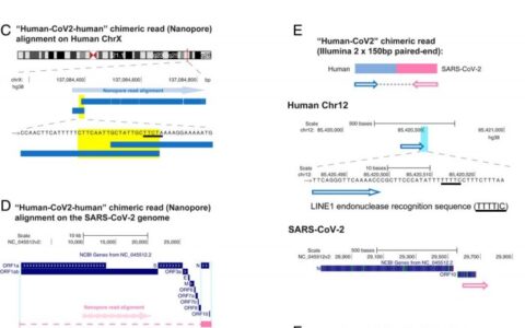進一步的證據支持SARS-CoV-2基因可以與人類DNA整合的說法