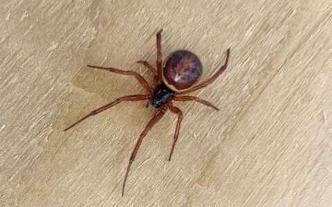 新研究表明假寡婦蜘蛛咬傷和黑寡婦相似 嚴重病例需要住院