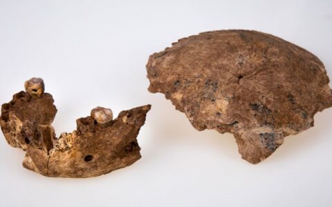 以色列發現未知人類化石：源自10萬多年前的神秘種群