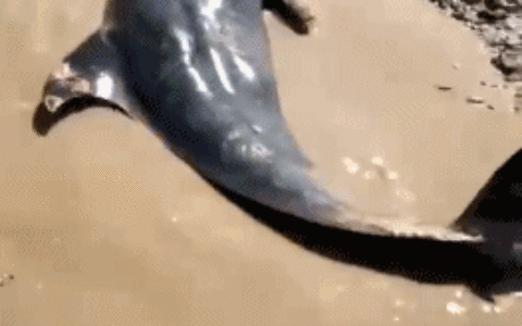 12 頭疑似鯨豚擱淺浙江海域 ：2 只已死亡、還在全力救援中