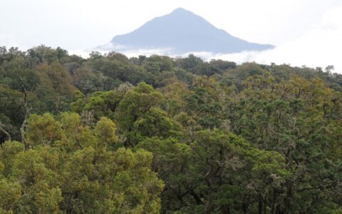 非洲山區的熱帶森林比以前認為的儲存更多的碳 但它們正在快速消失