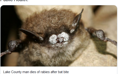男子睡覺時被蝙蝠咬 狂犬病毒檢測呈陽性不接種疫苗最終身亡