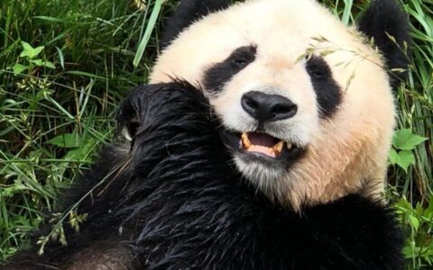 全球最新大熊貓存量數字公布：圈養673隻、野外1864隻