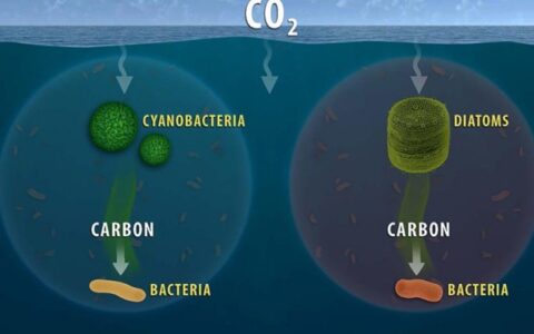 新研究利用新技術直接量化自然微生物群落對海洋有機碳的吸收