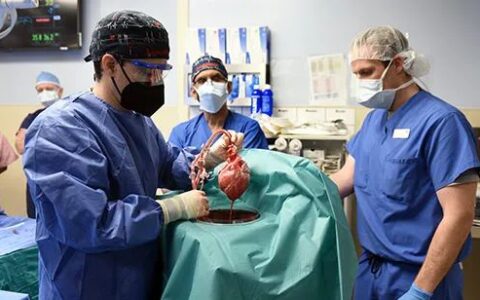 全球首次豬心臟移植至人體 豬才是器官移植最終答案？