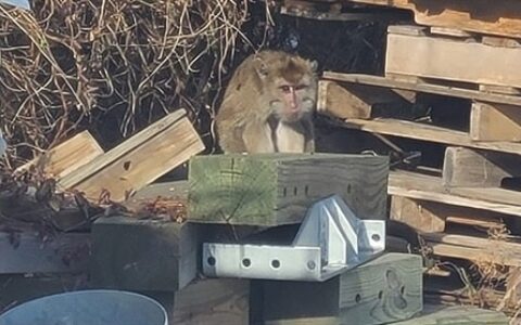 美國實驗室猴子運輸途中逃跑：當地提醒切莫靠近 有幾隻已被安樂死