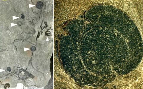 北美首次發現侏羅紀被子植物果實化石