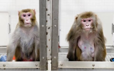 馬斯克腦機接口公司Neuralink否認虐猴：業界通用做法