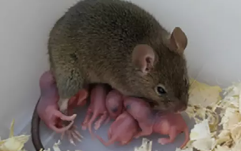 不用精子就能繁育後代 科學家只用1個卵細胞就培育出健康小鼠
