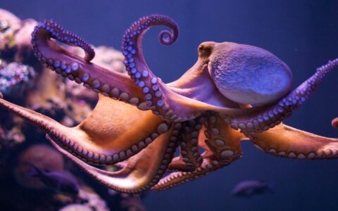 章魚、螃蟹等無脊椎動物有情感嗎？