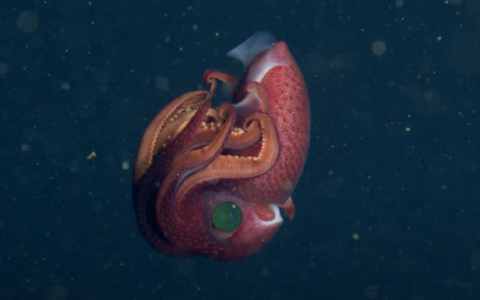 MBARI分享令人驚嘆的“草莓魷魚”視頻：擁有不對稱的大小眼