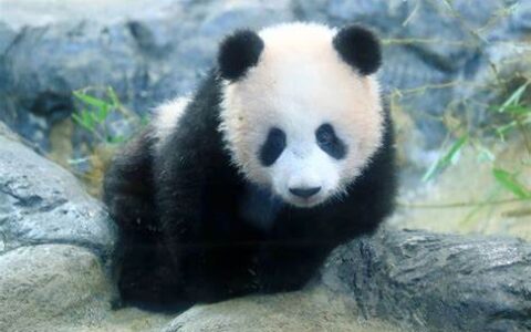 日本再次推遲送回人氣大熊貓香香 今年底才能回家