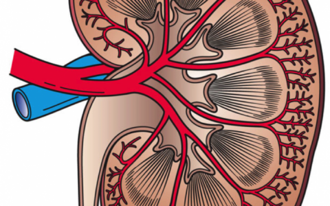 新研究發現以前在腎臟細胞中沒有被觀察到的泵送動作