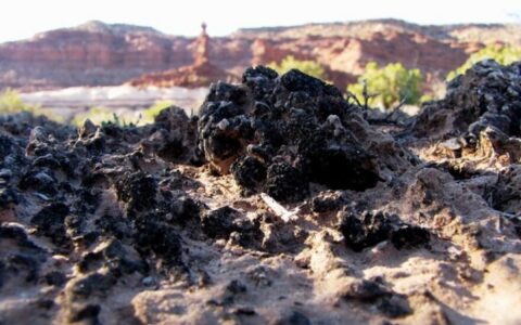 旱地“活皮膚”每年防止釋放約7億噸塵土