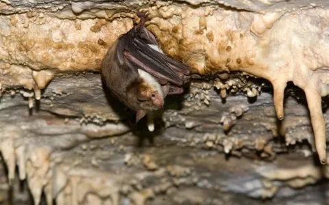 實驗顯示人類可以像蝙蝠一樣學習回聲定位
