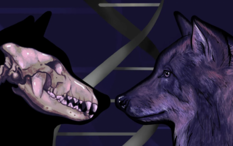 冰河時期狼DNA顯示狗的祖先是兩個獨立的古代狼種群