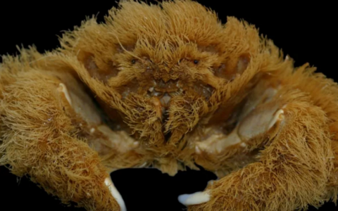 科學家在西澳大利亞發現一種特別的新海綿蟹物種