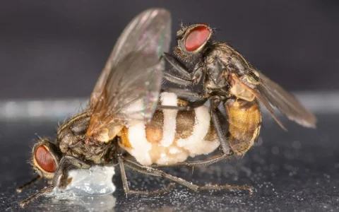 科學家發現新真菌：讓雄性家蠅對雌性家蠅屍體交配