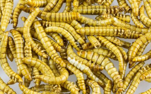 科學家將黃粉蟲製成美味、富含蛋白質的“類肉”調味品