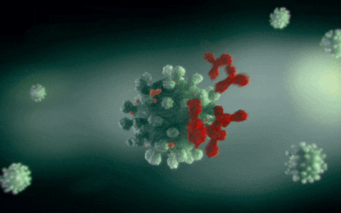科學家創造強大的新抗體 能中和所有已知的COVID-19變體
