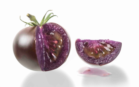 轉基因紫番茄在美獲監管機構批准
