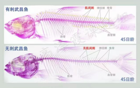 華中農業大學高澤霞團隊在魚類肌間刺研究方面取得新進展