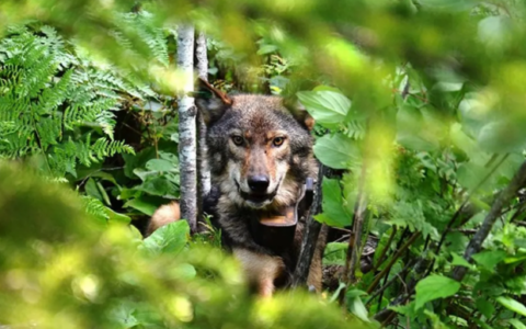 觀看狼群在野外覓食藍莓的罕見視頻
